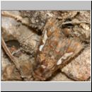 Panolis flammea - Forleule 01.jpg